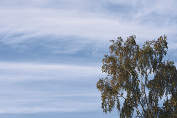 Wall Mural - a birch towards a windy sky in fall