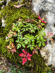 Canvas Print - autumn leaves, fall season flora