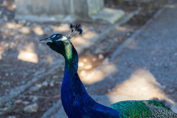 Wall Mural - Portrait of a colorful bird. The peacock is in the meadow. The background is green.