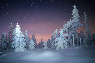 Canvas Print - Starry winter night landscape with snow-covered trees. Christmas night landscape.