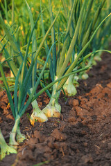 Wall Mural - Onions growing in the garden. Selective focus.