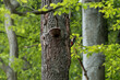 woodpecker with food next to his nest