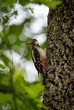 woodpecker with food on tree