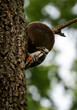 woodpecker with food going to the nest