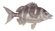 Banded seabream diplodus fasciatus, tropical marine fish from Cape Verde