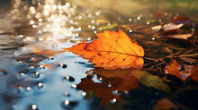 Autumn Leaves On The Water