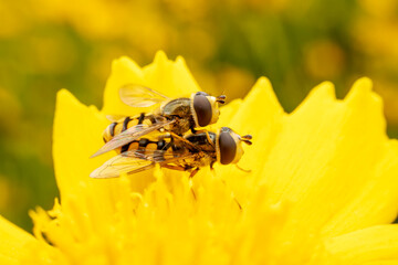 syrphid mating on yellow flowers