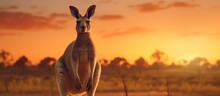 Kangaroo On The Background Of The Sunset. Panorama