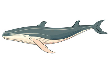 Wall Mural - humpback sealife illustration