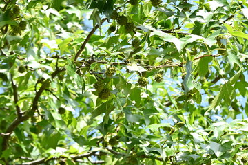 Wall Mural - American sweetgum ( Liquidamber styraciflua ) fruits. Altingiaceae deciduous tree.
