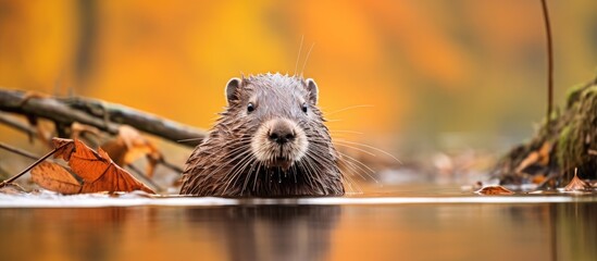 fall wildlife photography in austria featuring nutria