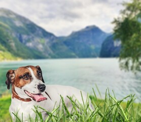 Canvas Print - Cute young dog laying on the grass