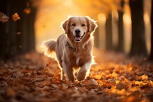 Beautiful Dog Running In Autumn Among The Dead Leaves