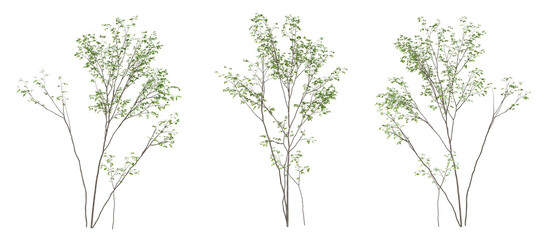 Wall Mural - 3d render of birch tree on transparent background