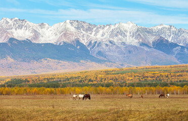 Wall Mural - rural autumn landscape with yellowed meadows and grazing horses against backdrop of snow-capped east