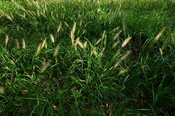 Poster - Dwarf fountain grass ( Pennisetum alopecuroides ). Poaceae perennial plants. A weed characterized by brush-like spikes.