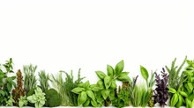 A Collection Of Aromatic Herbs Basil, Mint, And Rosemary Neatly Organized.Isolated On White Background.