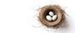 nest with eggs on a white background, copy space