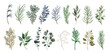 Set of various watercolor winter greenery leaves, fir branches, eucalyptus, pine twigs illustration isolated on white background