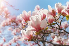 Blooming Yulan Magnolia Flowers On A Sunny Spring Day, Awakening Nature. Generative AI