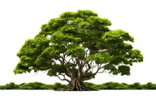 Banyan Tree Isolated On A Transparent Background PNG. Generative Ai