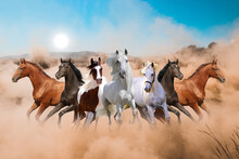 Seven Horse Running With Dust Field Background