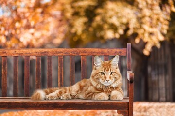 Wall Mural - Street cute young cat on bench sleeping