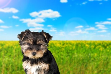 Canvas Print - Pet dog play in nature outdoors.