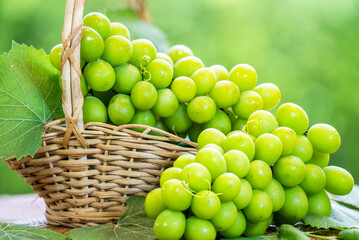 Wall Mural - Shine Muscat Grape with leaves in blur background. Sweet grape with leaf on green bokeh background.