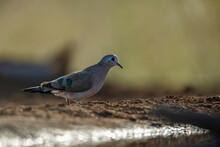 Emerald Spotted Wood-Dove Standing In Ground Level In Kruger National Park, South Africa ; Specie Turtur Chalcospilos Family Of Columbidae