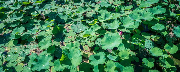 Wall Mural - Panoramic of Lotus flower buds on Green blurred background with sun light.