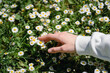 © Westend61 - Close-up of girl touching daisy flowerbed on field