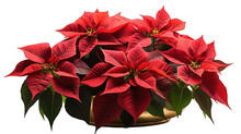 Red Poinsettia In A Pot For Christmas Isolated On White