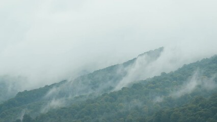 Poster - Rainy and misty weather in mountains. Beech tree forest in clouds of fog after the rain, calm mountain nature