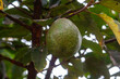 Owoc awokado na drzewie w Kenii, Afryka