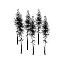 Wall Mural - forest icon vector. wood illustration sign. pine tree symbol. christmas tree logo.