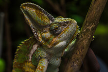 Portrait Of Green Chameleon Climbing Branch