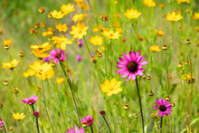 Pink And Yellow Wildflowers Blooming In Springtime Meadow