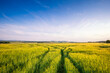 © Westend61 - UK, Scotland, Tire tracks across green barley field in summer