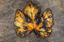 Wilted Maple Leaf In Autumn