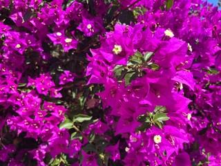 Wall Mural - blooming bush with tender purple flowers