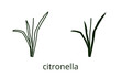Citronella icon, line editable stroke and silhouette
