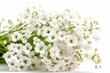 Closeup of white gypsophila flowers on isolated white background. Generative AI