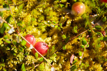 Wall Mural - Wild cranberries growing on bog moss, autumn berries. Raw swamp cranberry.
