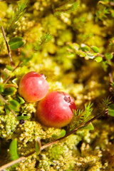 Wall Mural - Wild cranberries growing on bog moss, autumn berries. Raw swamp cranberry.