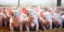Ecological Pigs And Piglets At The Domestic Farm