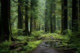 Fototapeta Fototapeta las, drzewa - Beautiful forest in Port Renfrew, Vancouver Island, BC, Canada. Generative AI