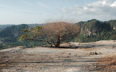 Wall Mural - tree on the cliff