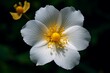 An image showcasing a white flower featuring a yellow center. Generative AI