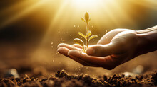 Close-up Of A Human Hand Planting Grains Or Seeds In The Soil Ground. Gardening, Agriculture, Growing Plants And Flowers. 